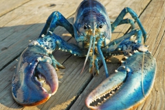 blue-lobster-1428068381